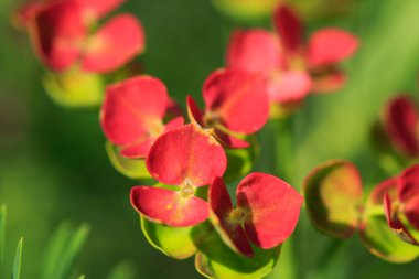 Baharda güzel çayır çiçekleri