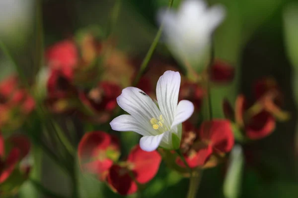 Baharda Güzel Çayır Çiçekleri — Stok fotoğraf