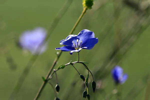 春の美しい草原の花 — ストック写真