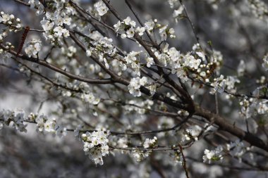 Güzel açan bahar ağacı. Paskalya güneşli bir gün.. 