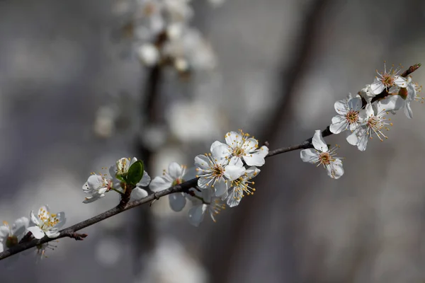 Schöne Blühende Frühlingsbaum Ostern Sonniger Tag — Stockfoto