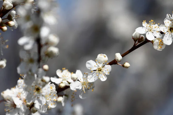 美丽的春树 复活节阳光明媚 — 图库照片