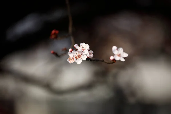 Früchte Blühen Frühling März — Stockfoto