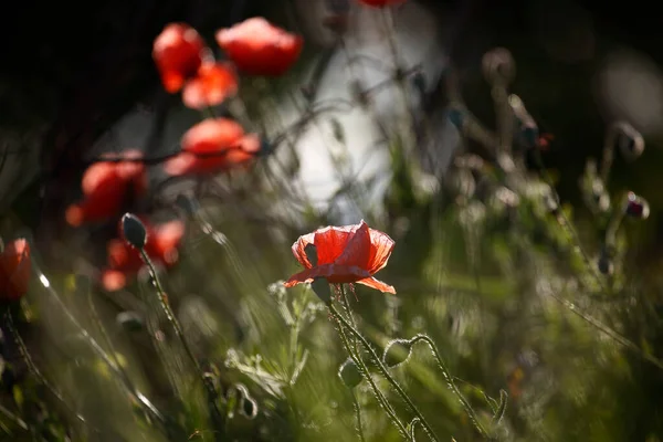 Poppy Flowers Spring May — Φωτογραφία Αρχείου