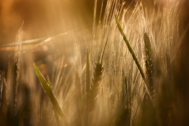 Güneş ışığıyla aydınlanan tahıl. Altın buğday başakları. 