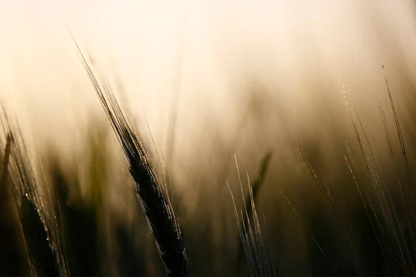 Sunlit Grain Golden Spikelets Grain — Stock Photo, Image