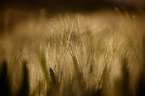 Grano Soleado Espiguillas Doradas Grano —  Fotos de Stock