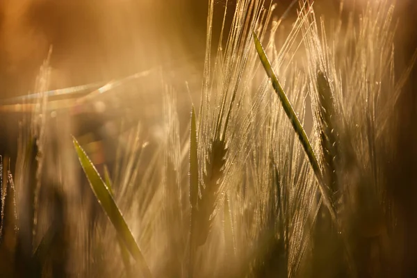 Güneş ışığıyla aydınlanan tahıl. Altın buğday başakları. 
