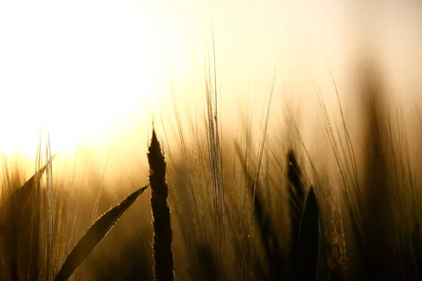 Grano Soleado Espiguillas Doradas Grano —  Fotos de Stock