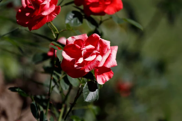 Rosblommor Blommar Rosor Trädgård — Stockfoto