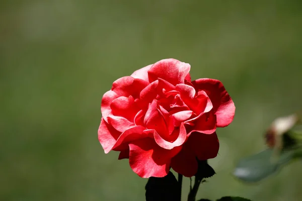 Rosblommor Blommar Rosor Trädgård — Stockfoto