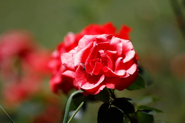 玫瑰花开在玫瑰花园里 — 图库照片