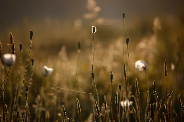 Poppy Flowers Spring Poppies Rays Sun — Stock Photo, Image