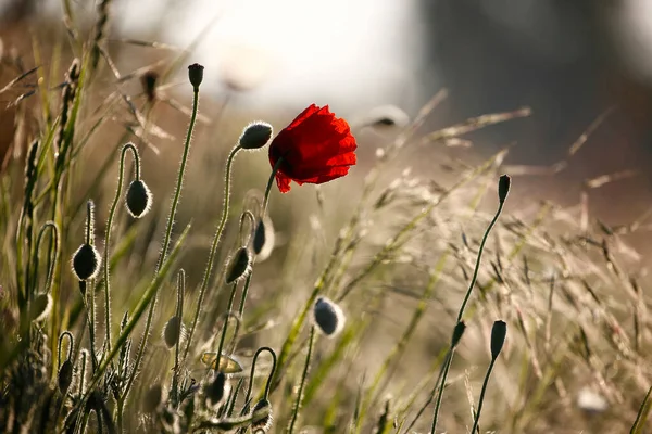 Poppy Flowers Spring Poppies Rays Sun — Stock Photo, Image