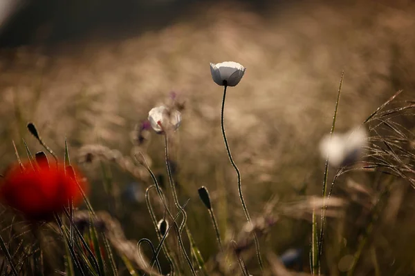 파피꽃은 광선을 양귀비 — 스톡 사진
