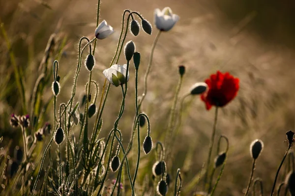 Poppy Flowers Spring Poppies Rays Sun — Stock Photo, Image