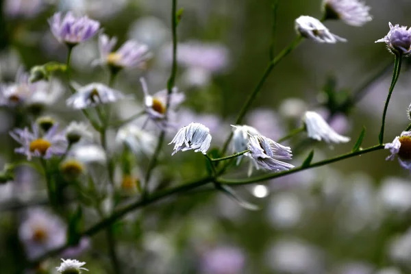 Blumen Wald Morgens — Stockfoto