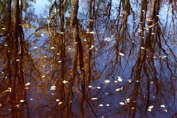 Feuilles Colorées Dans Parc Bel Automne — Photo