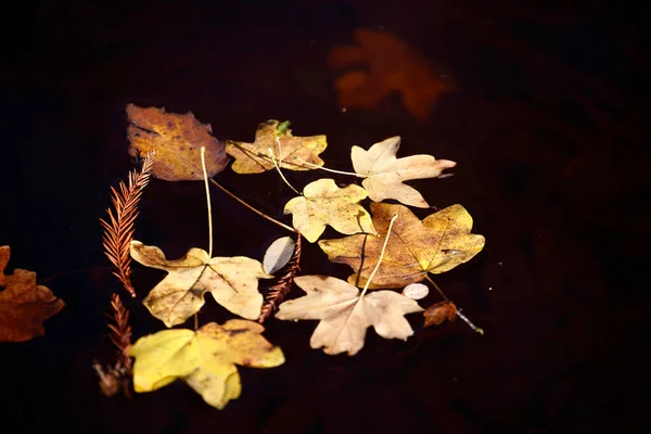 Πολύχρωμα Φύλλα Στο Πάρκο Όμορφο Φθινόπωρο — Φωτογραφία Αρχείου