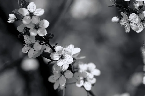 Fruits Blossom Spring Black White — Stock fotografie