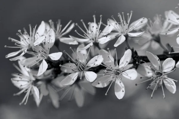 Плоды Цветут Весной Черное Белое — стоковое фото