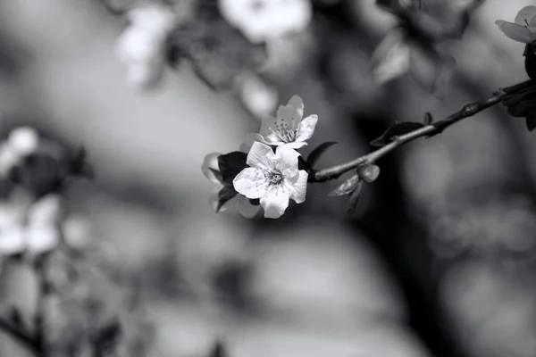 Fruits Blossom Spring Black White — Stock fotografie