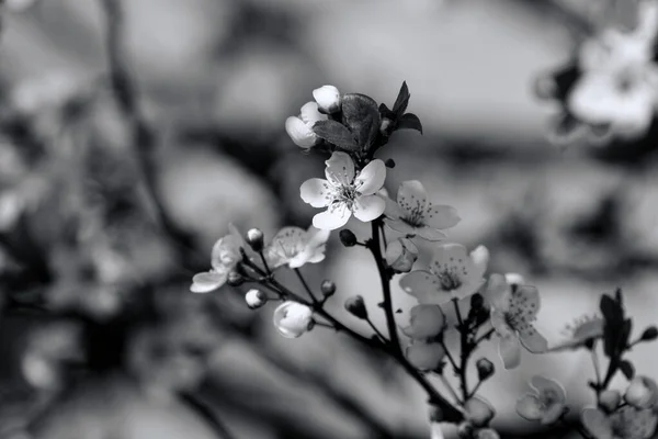 Плоды Цветут Весной Черное Белое — стоковое фото