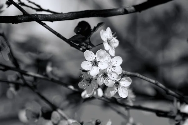 Fruits Blossom Spring Black White — Stock fotografie