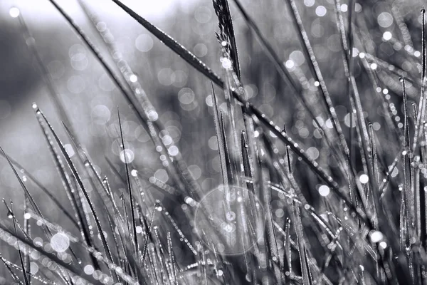 Dew Drops Grass Black White — Stock Photo, Image