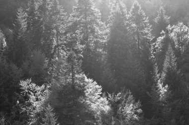 A forest illuminated by the morning sun
