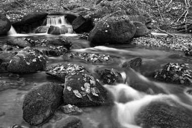 Forest stream in October, autumn. Black and white.