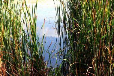 Güneşli göl ve çimen gölü, Ekim.