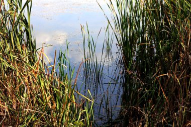 Güneşli göl ve çimen gölü, Ekim.