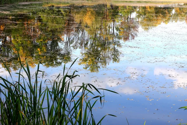 Sunlit Lake Lake Grass October — Stock Photo, Image