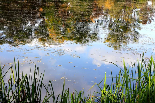 Slunečné Jezero Jezerní Tráva Říjen — Stock fotografie