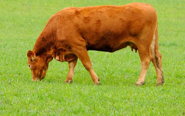 Vaca parda en la cría de ganado — Foto de Stock