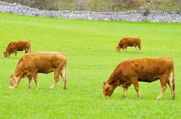 Vaca parda en la cría de ganado — Foto de Stock