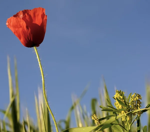 Rajzolódott ki a magányos poppy a kék ég — Stock Fotó