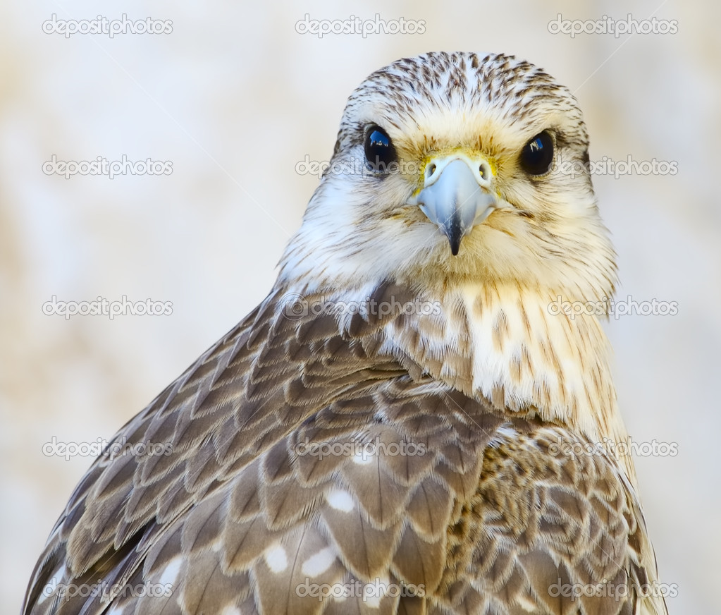Portrait of a beautiful young male peregrine falcon