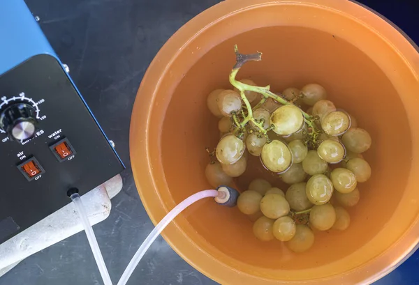 Bunch Grapes Bowl Water Ozonating Stone Tubes Leading Oxygen Pump — Stock Photo, Image