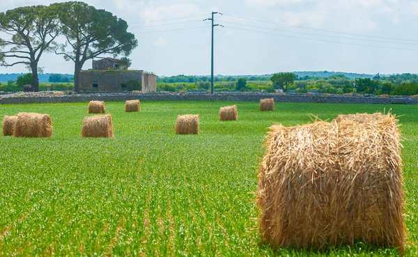 Bales Hay Fields Summer Time Harvest — Stock Photo, Image