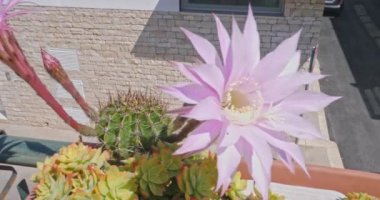 Güzel Paskalya Zambağı kaktüsü pembe tonlu, bulanık arka planda izole bir çiçek. Echinopsis oxygona.