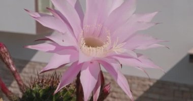 Güzel Paskalya Zambağı kaktüsü pembe tonlu, bulanık arka planda izole bir çiçek. Echinopsis oxygona.