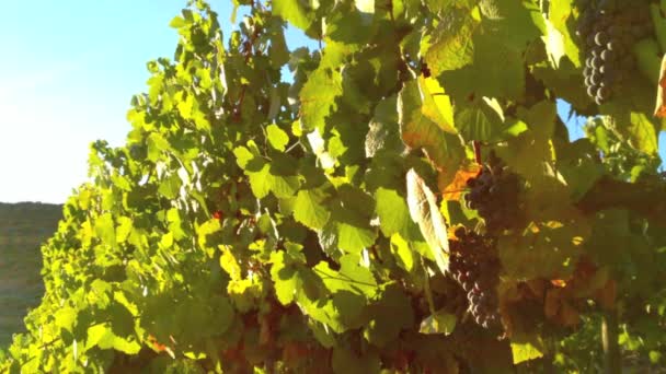 Winnice w dolinie douro — Wideo stockowe