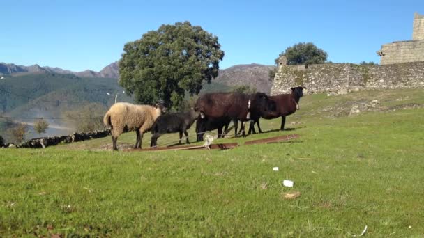 Ovejas en un prado verde — Vídeos de Stock