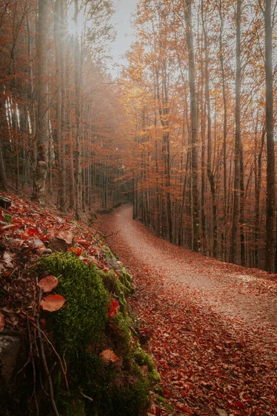 Sao Lourenco Forêt Hêtres Feuilles Chemin Tombent Dans Paysage Sol — Photo