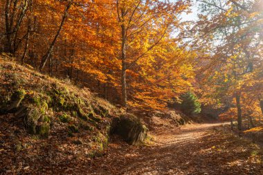 Sao Lourenco Beech Ağaç Ormanı, patika yaprakları Kasım ayında sonbahar arka planında yere düşer, Manteigas, Serra da Estrela, Portekiz.