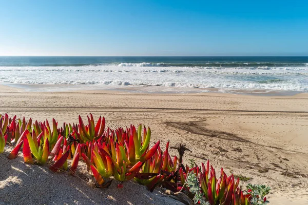 Paisagem Praia Furadouro Com Vegetação Nas Dunas Ovar Portugal — Fotografia de Stock