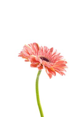 Pembe gerbera beyaz arkaplanda izole