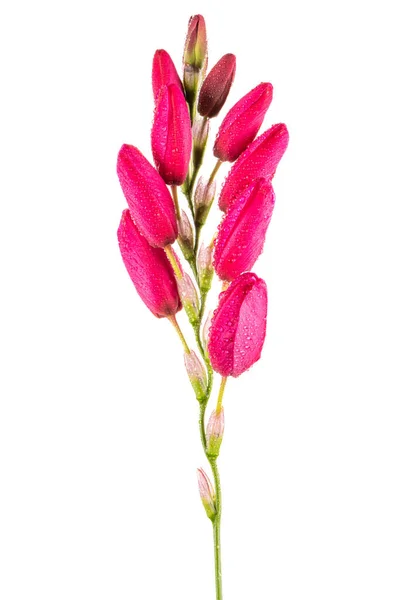 Beautiful Pink Lilies Isolated White Background — Stock Photo, Image
